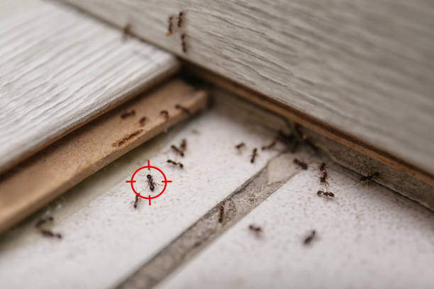 Best Best Pest Control Companies  in Fruita, CO