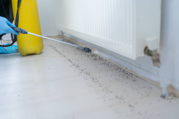 Best Pest Prevention Services  in Fruita, CO